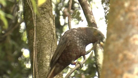 Kaka Parrot feeding Stock Footage 79186290