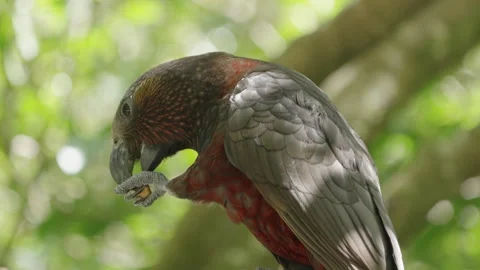 Kaka Parrot Feeding From Its Claw In Wellington, New Zealand - Close Up Stock Footage 259019587