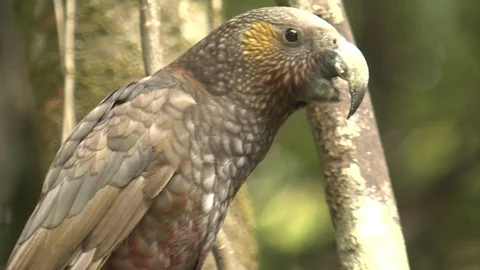 Kaka Parrot looking around Stock Footage 79186629