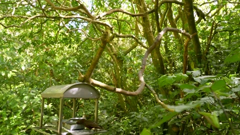 Kaka Parrot Using Hanging Branch to Reach Feeder Video stock 337054522