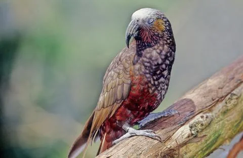Kākā Stock Photos