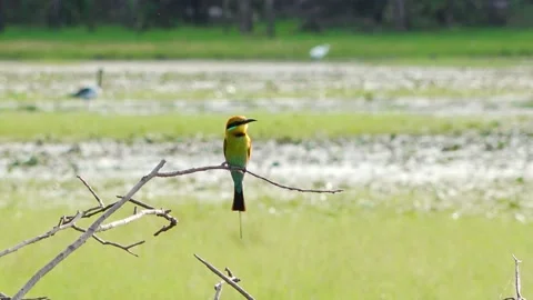 Kakadu Rainbow Bee Eater at Billabong Stock Footage 148688666