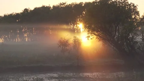 Kakadu sun through mist yellow water billabong Stock Footage 200033177