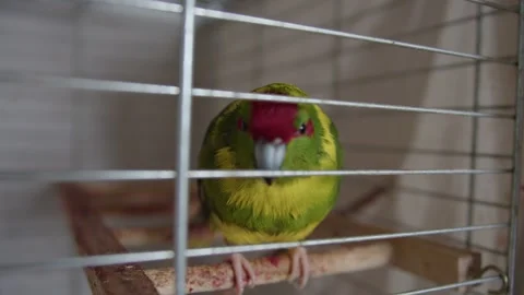 Kakarik parrot sits in a cage Stock Footage 241687340
