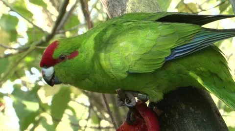 Kakariki Video stock 11017064