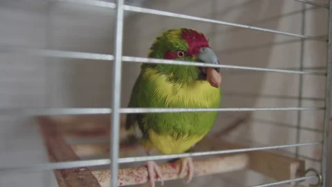 A kakariki parrot bird eats in a cage Video stock 235609131