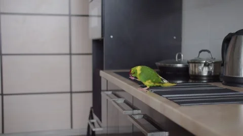Kakariki parrot eats berries in the kitchen Stock Footage 245569240