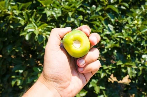 Kaki tree Stock Photos