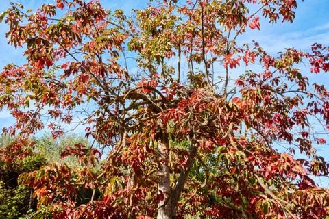 A kaki tree Stock Photos