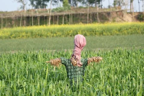 Kaktarua Foto stock