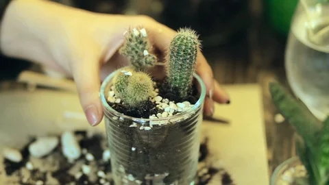 Kaktus timelaps Stock Footage 85605733