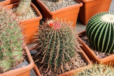 Кактусы ( Cactuses ) Stock Photos