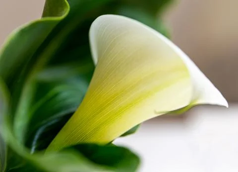 Kala flower Stock Photos
