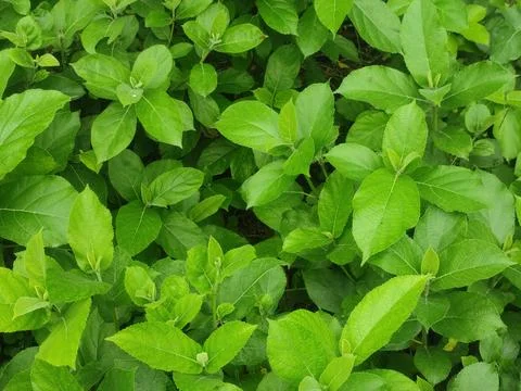Kala Umbar Tree Featuring Dense Green Foliage and Broad Leaves in a Tropica.. Foto stock