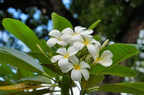 Kalachuchi flower Stock Photos