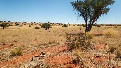 Kalahari Desert Tree Timelapse Stock Footage
