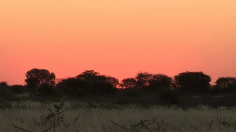 Kalahari Dusk Video stock 98382302