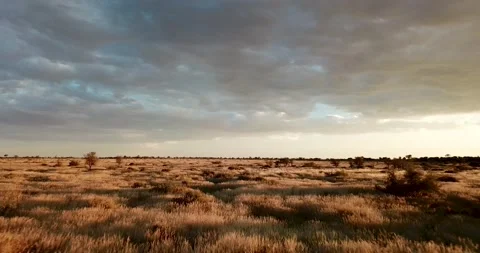 Kalahari Stock Footage 152452316