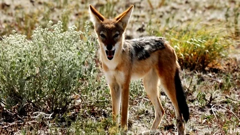 KALAHARI JACKAL Stock Footage 104866648