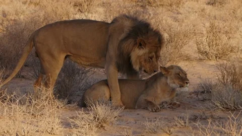 Kalahari lions copulation Stock Footage 130264416