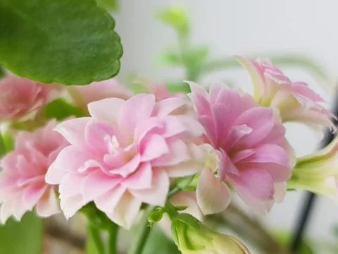 Kalanchoe in bloom Stock Photos