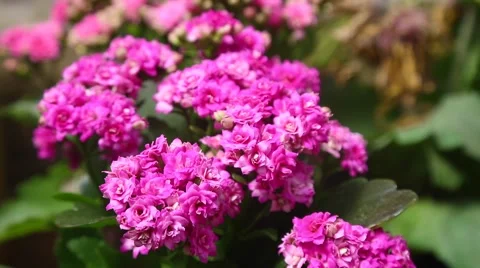 Kalanchoe flowers Stock Footage 63311329