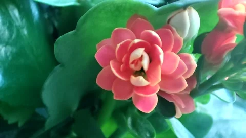 Kalanchoe Stock Footage 176389428