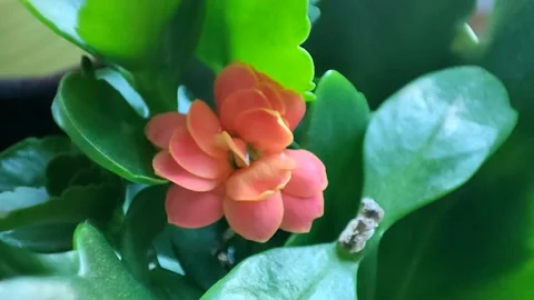 Kalanchoe Stock Footage 176389543