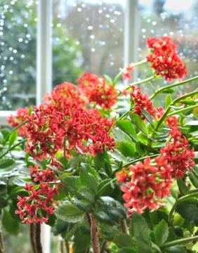 Kalanchoe in front of window pane Stock Photos