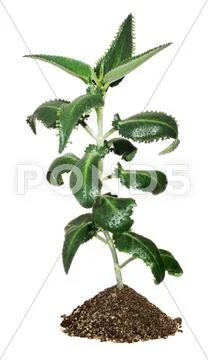 Kalanchoe green sprout Stock Photos