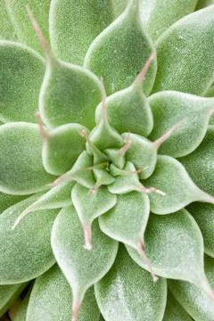 Kalanchoe leaf Stock Photos