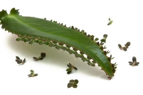 Kalanchoe Stock Photos