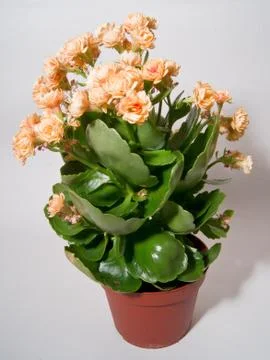 Kalanchoe Stock Photos