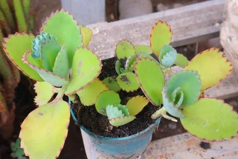 Kalanchoe Stock Photos