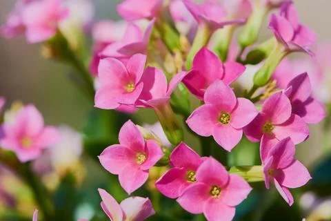Kalanchoe Stock Photos