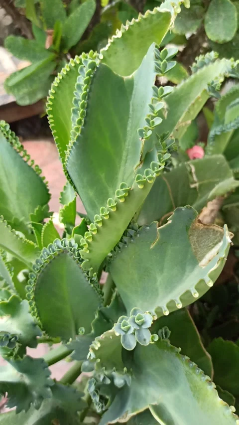 Kalanchoe pinnata Stock-Footage 310496754