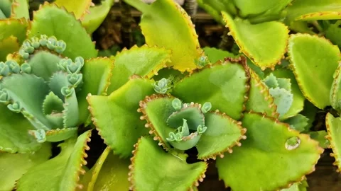 Kalanchoe Pinnata Succulent with Tiny Buds Growing on Leaf Edges Video stock 333114695