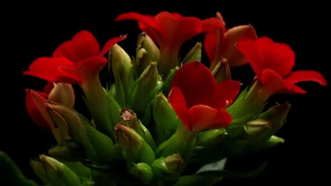 Kalanchoe Time-lapse Stock Footage 273818537