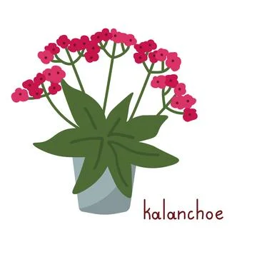 Kalanchoe vector illustration Stock Illustration