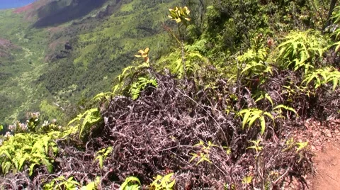 Kalaulau Valley Stock Footage 6526720