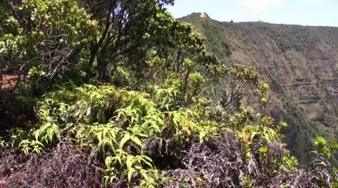 Kalaulau Valley Pan Stock Footage 6527233