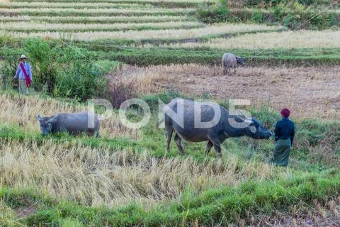 KALAW, MYANMAR - NOVEMBER 24, 2016: Buffaloes in a rice field near Kalaw, Mya Stock Photos
