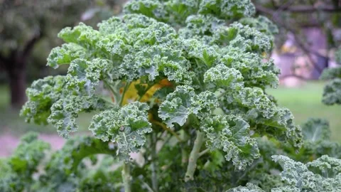 Kale also called leaf cabbage in the garden, Poland Stock Footage 141200052