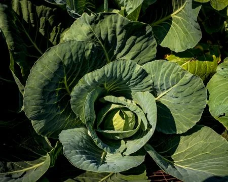 Kale, also known as leaf cabbage. Stock Photos