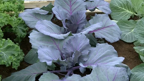 Kale and cabbage growing side by side in a backyard garden Stock Footage 312097914