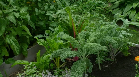 Kale and chard 4k Stock Footage 41633972