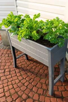 Kale and spinach grown in a raised bed Stock Photos