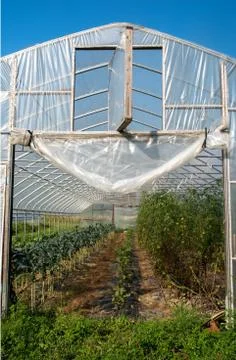 Kale and tomatoes inside vegetable greenhouse. Stock Photos