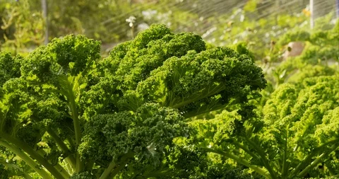 Kale being watered Stock Footage 115952062