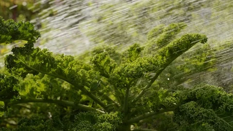 Kale being watered (slow motion) Stock Footage 115952124